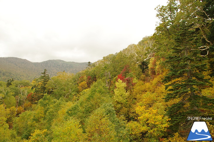 札幌国際スキー場『紅葉ゴンドラ』で紅葉の絨毯の上を♪